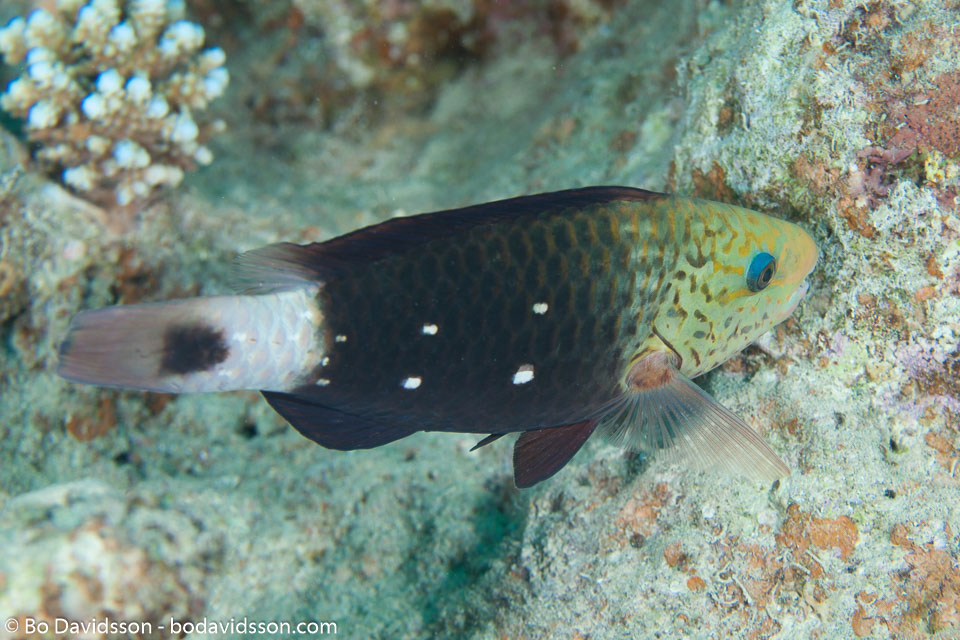 BD-131212-Marsa-Alam-1332-Chlorurus-sordidus-(Forsskål.-1775)-[Daisy-parrotfish].jpg